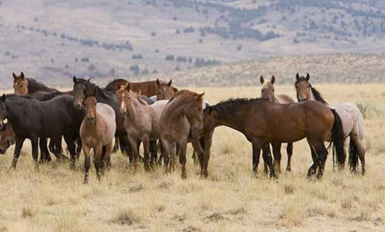 In Australia they want to kill 10,000 wild horses, that's why