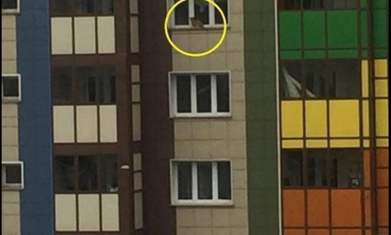 Shock penalty: a cat scratches the owner and shuts him outside the window on the 14th floor of the building