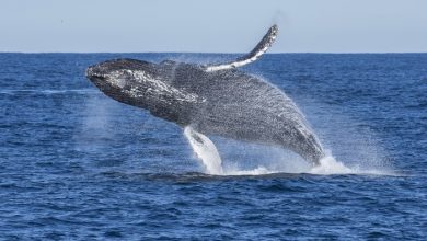 Photo of Whales eat three times more than expected