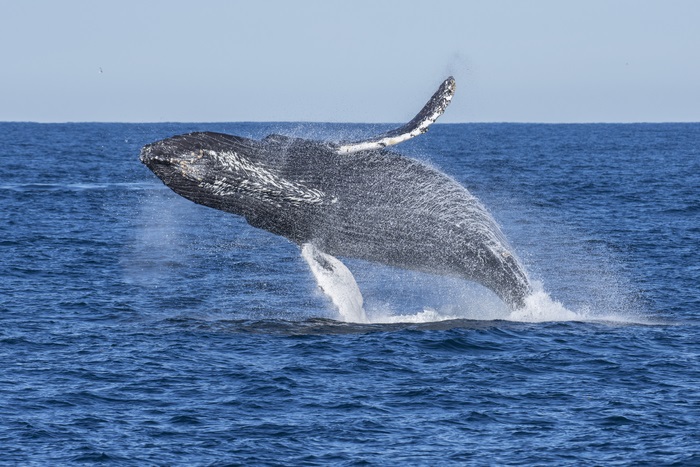 Whales eat three times more than expected