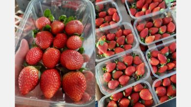 Photo of Slow start to Moroccan strawberry season but sizes are bigger