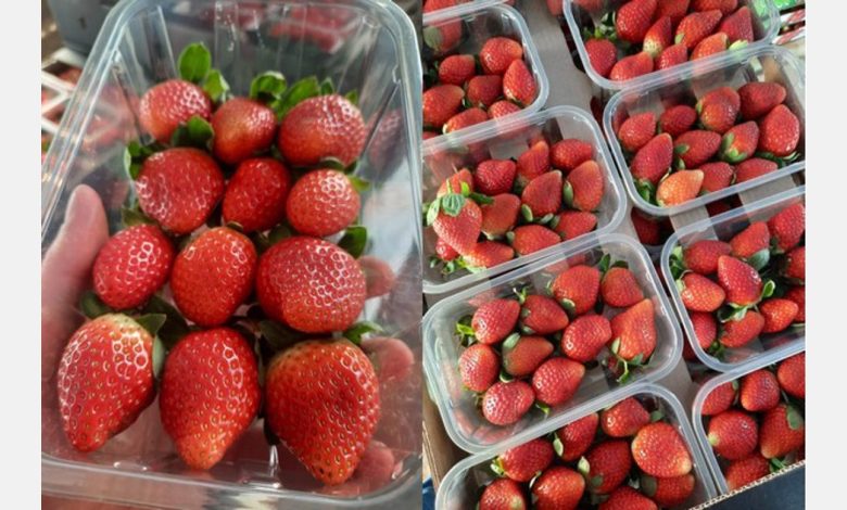 Slow start to Moroccan strawberry season but sizes are bigger