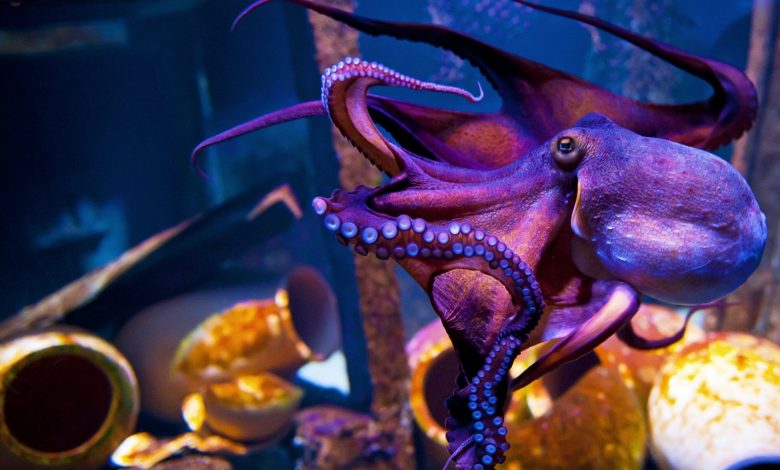 In the UK comes a law to protect lobsters and octopuses: 'They are sentient creatures'