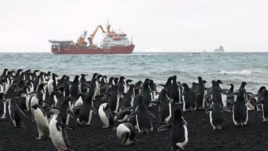 Photo of United kingdom.  The Royal Navy makes a rare visit to the remote South Atlantic island chain to study penguins (A. Martinengo)