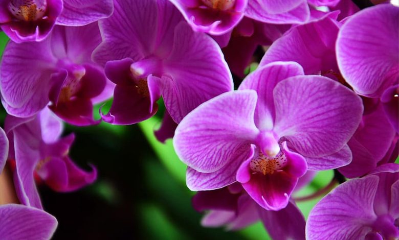 For orchids with iron health, this is a very simple process that protects them from the roots