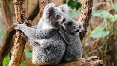 Photo of Australia officially declares koalas endangered: a national plan to save them