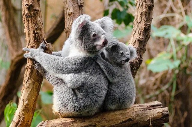 Australia officially declares koalas endangered: a national plan to save them