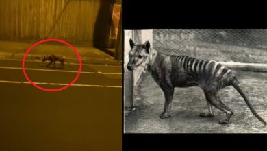 Photo of (Extinct) Tasmanian tiger seen in Australia: TikTok video splits the web