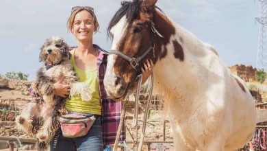 Photo of Tenerife Horse Rescue: Where horses are reborn