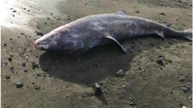Photo of A rare Greenland shark was found on the Corniche beach » Science News