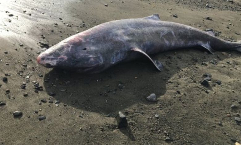 A rare Greenland shark was found on the Corniche beach » Science News