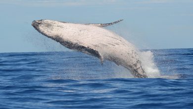 Photo of Australia has removed humpback whales from the endangered species list