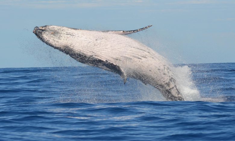 Australia has removed humpback whales from the endangered species list