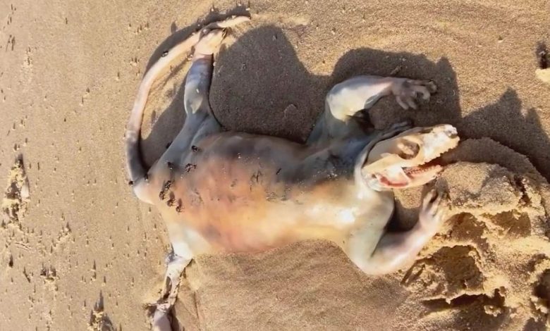 A mysterious animal was found on the beach in Australia.  "Is he an alien?"