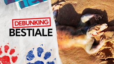 Photo of Strange animal found dead on the beaches of Queensland in Australia