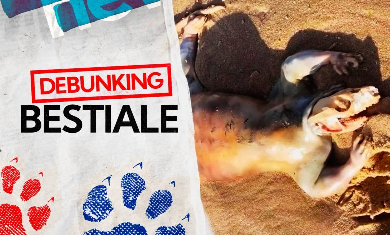Strange animal found dead on the beaches of Queensland in Australia