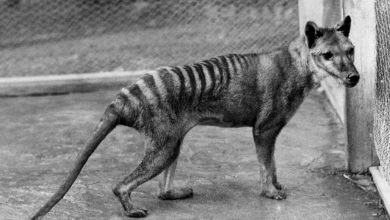 Photo of An animal that is extinct for years will return to live in Australia