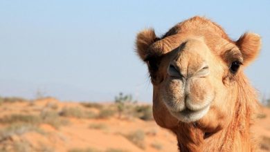 Photo of Runaway camel kills two men in US zoo