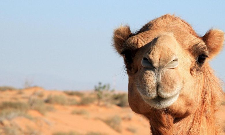 Runaway camel kills two men in US zoo