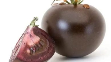 Photo of Purple Tomato: The Freshest From USA
