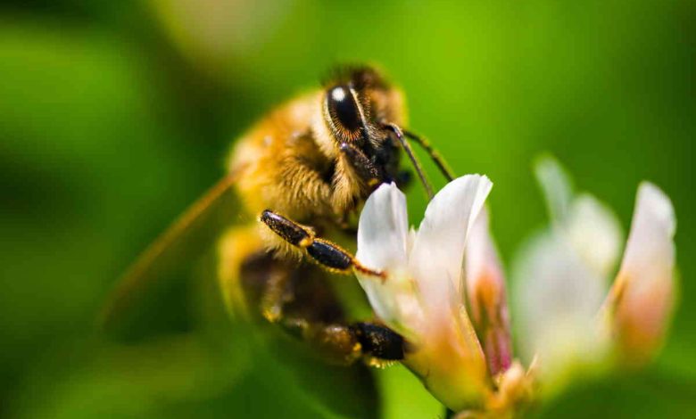 These 'bee highways' attempt to save pollinating insects from extinction
