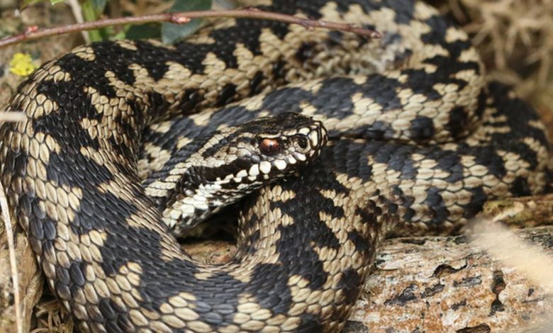 A venomous snake bites a dog in a UK beauty spot as vets issue a dire warning