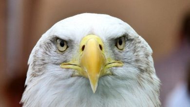 Photo of Avian influenza: the epidemic in the United States affects bald eagles, too