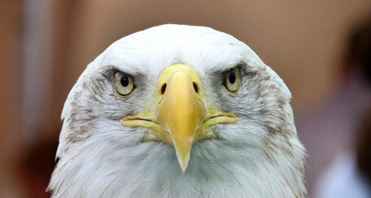 Avian influenza: the epidemic in the United States affects bald eagles, too
