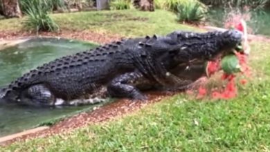 Photo of Australia, bitten by a giant crocodile, struggles and manages to free itself – foreign