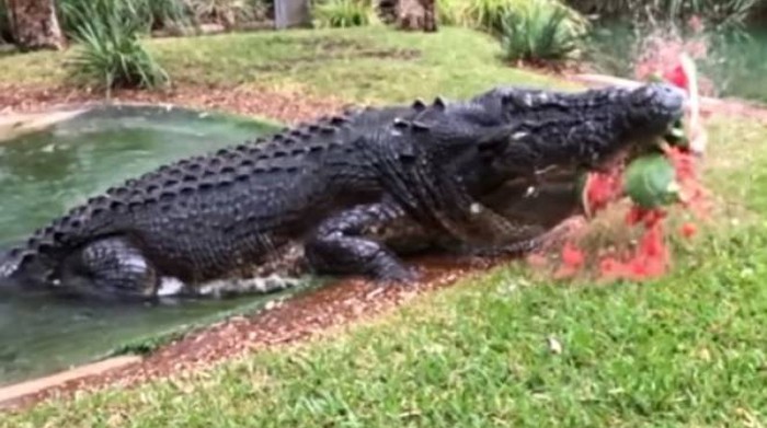 Australia, bitten by a giant crocodile, struggles and manages to free itself - foreign