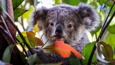 Photo of Australia has listed the koala as an endangered species