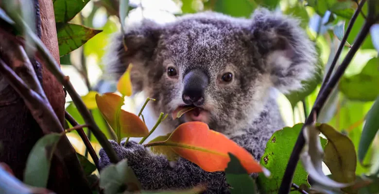 Australia has listed the koala as an endangered species