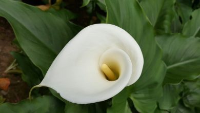 Photo of To stimulate the flowering of calla lilies and make them beautiful and fragrant, here is a nutrient-rich fertilizer to give in pots