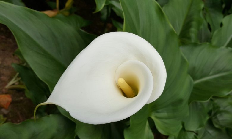 To stimulate the flowering of calla lilies and make them beautiful and fragrant, here is a nutrient-rich fertilizer to give in pots