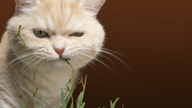 Photo of What to do if your cat eats a lot of catnip