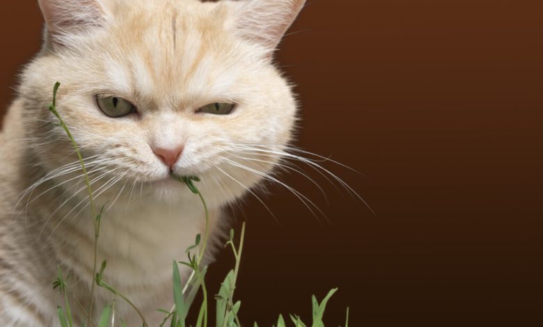 What to do if your cat eats a lot of catnip