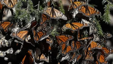 Photo of Monarch butterflies return to Mexico