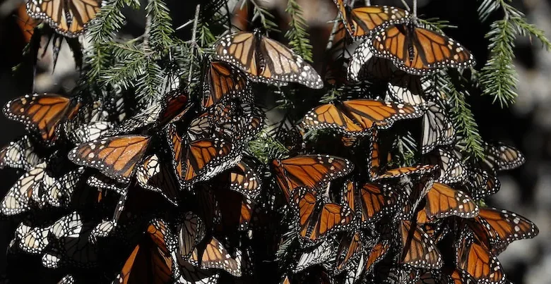 Monarch butterflies return to Mexico