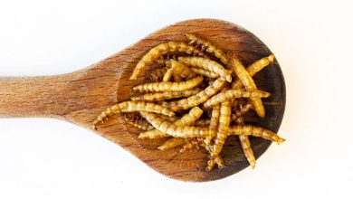 Photo of United Kingdom, a new study on meals containing insects and larvae in primary school canteens