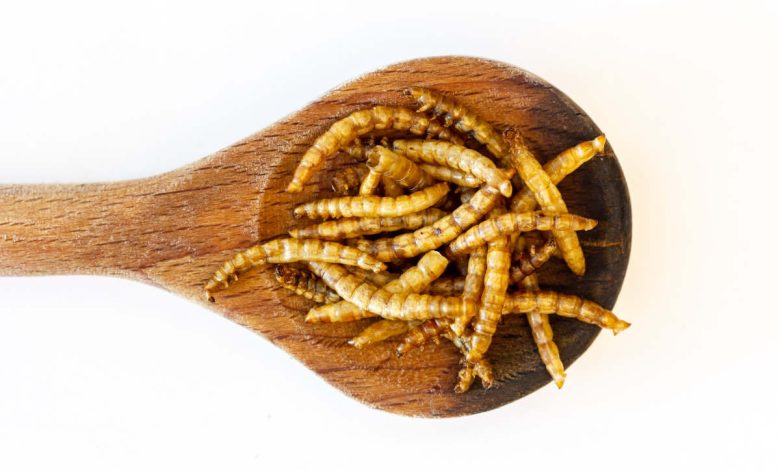 Regno Unito, nuovo studio su pasti a base di insetti e larve nelle mense delle scuole elementari