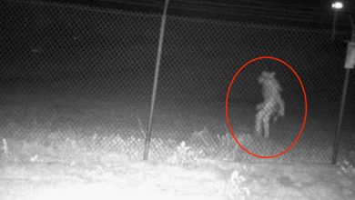 Photo of A mysterious animal was spotted in the Amarillo Zoo: we don’t know what it is