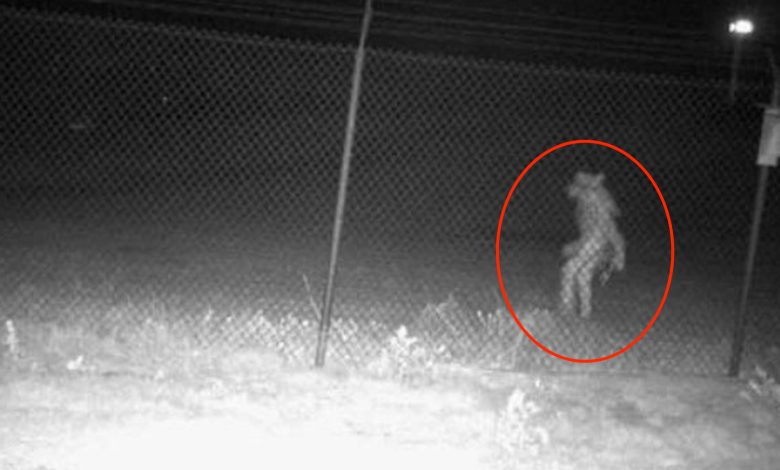 A mysterious animal was spotted in the Amarillo Zoo: we don't know what it is