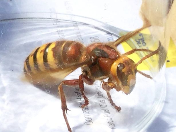 Killer hornets may target Brits this week