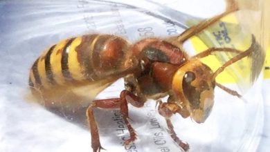 Photo of Killer Asian hornets with terrifying jaws are on their way to the UK after leaving 5 dead in France