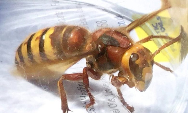 Killer Asian hornets with terrifying jaws are on their way to the UK after leaving 5 dead in France