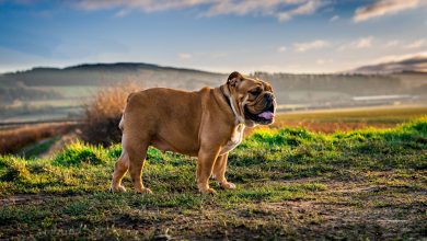 Photo of English Bulldogs are more likely to be diagnosed with illnesses and diseases