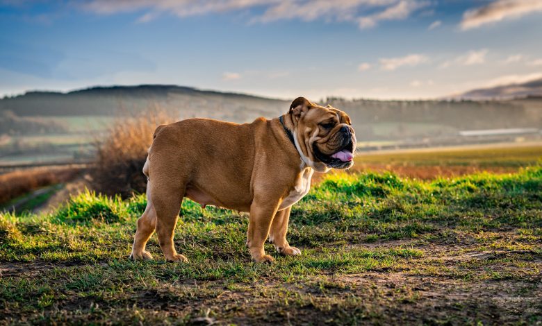 English Bulldogs are more likely to be diagnosed with illnesses and diseases