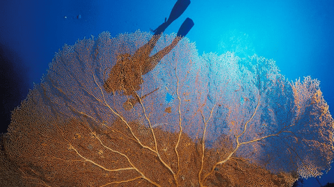 coral reefs australia