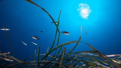 Photo of In Australia, the hybrid Posidonia plant shows how evolution works