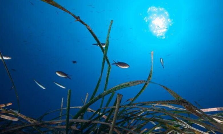 In Australia, the hybrid Posidonia plant shows how evolution works